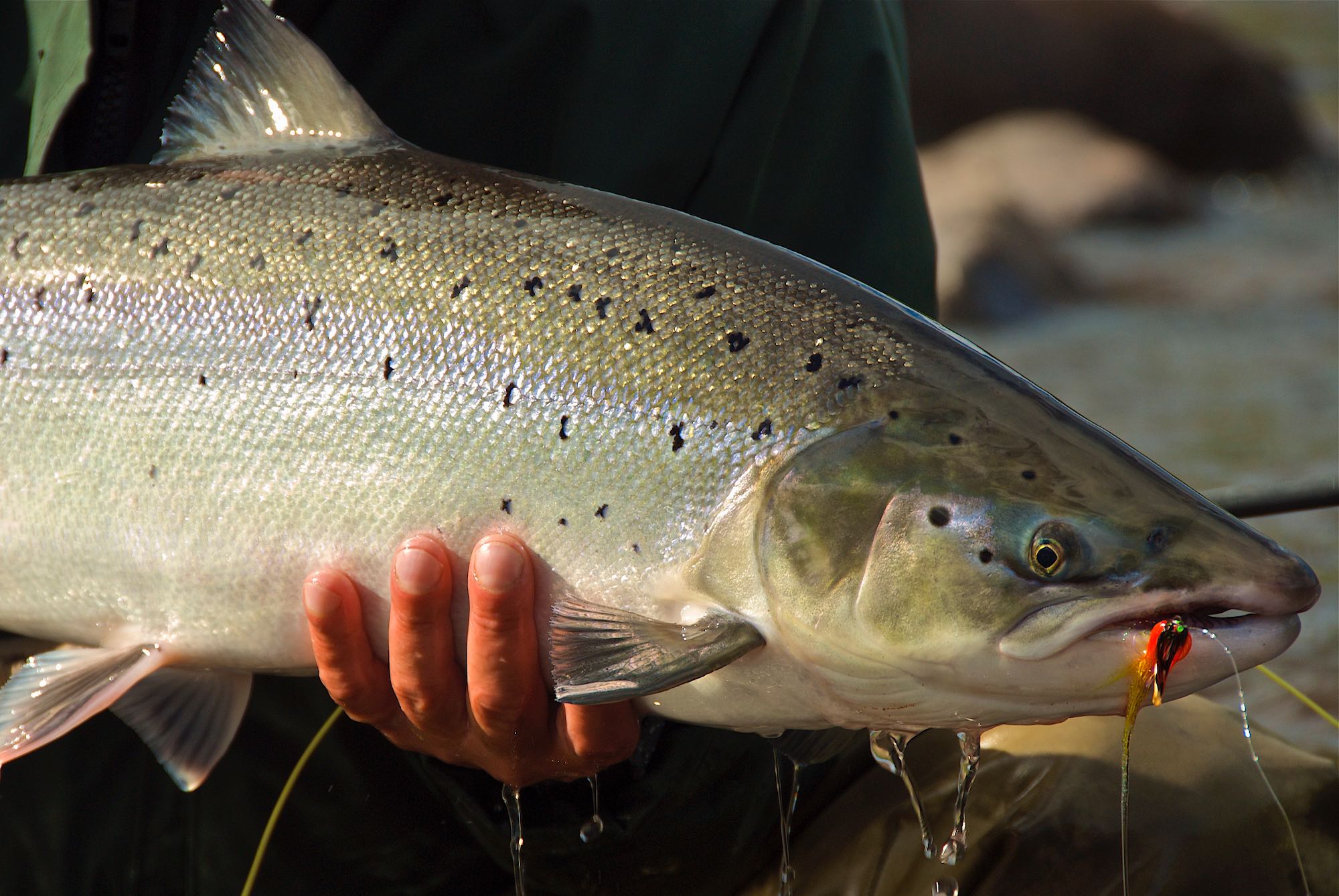 Newfoundland Spey: Setting Up Your Spey Rod For Atlantic Salmon